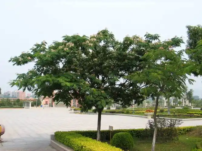 大量批发供应金合欢树苗