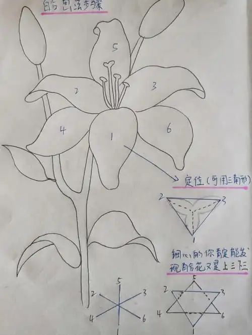 百合花花卉步骤分析图零基础易学