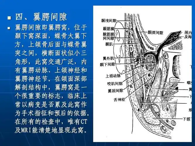 断层解剖学 颈部ppt