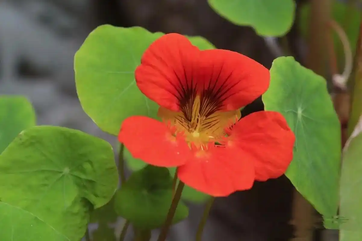 旱金莲 旱金莲,一听这名字,很多人就会想到潘金莲,认为它不是 - 抖音