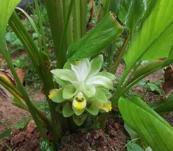 在姜黄的生长过程中要定期浇水,姜黄是非常喜欢水分的植物生长季节要