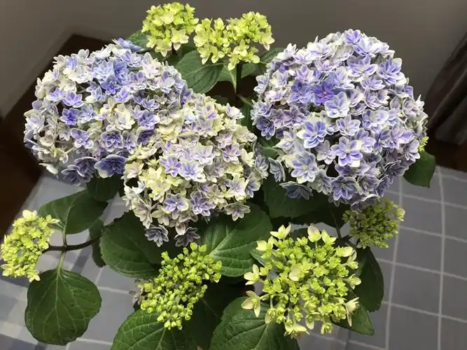 辉夜姬-绣球花-藤本月季网