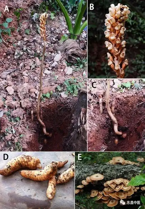 天麻长什么样子图片(天麻,无根无叶的天赐良药)