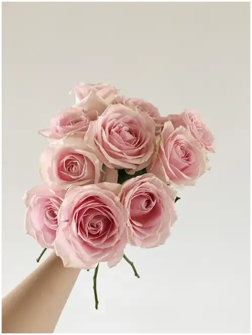 a级出口粉红雪山香槟玫瑰花鲜花北京上海云南同城鲜切花批发花卉_7折