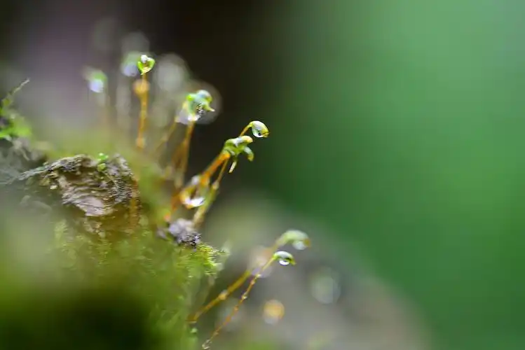 苔花如米小,也学牡丹开.