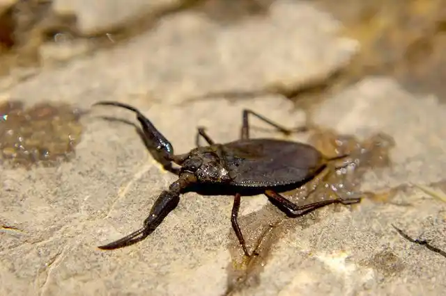 那些年被我们玩坏的虫子之五(水蝎篇)