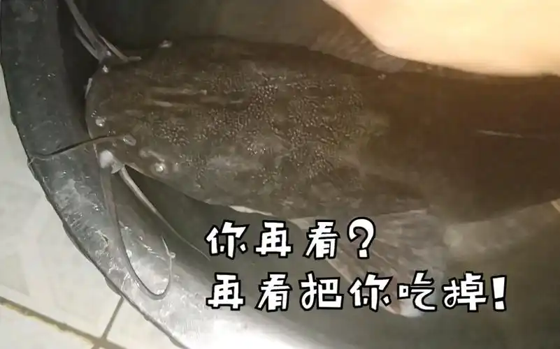 肥鲶鱼吗.