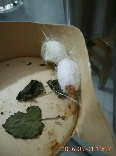 蚕宝宝的茧上为什么有一个红色的洞