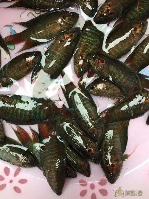 本地野生斗鱼俗称沙蟒