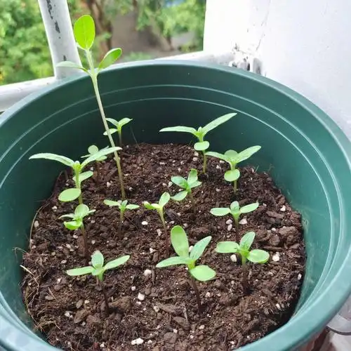 向日葵种植日记3