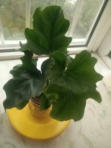 是什么植物