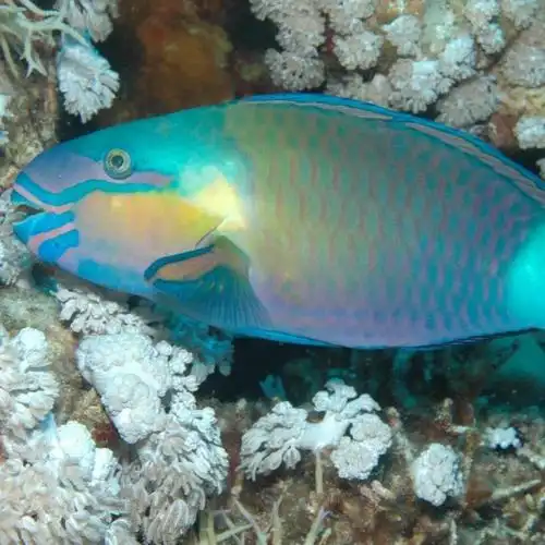 大青衣鱼黄衣鱼黑衣鱼鹦鹉鱼新鲜速冻深海鱼2斤多种随机发