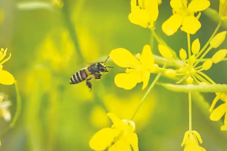 ▲盛开的油菜花引来蜜蜂采蜜.