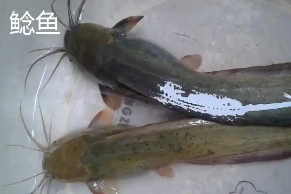 鲶鱼和江团的区别鲶鱼是河鱼还是海鱼