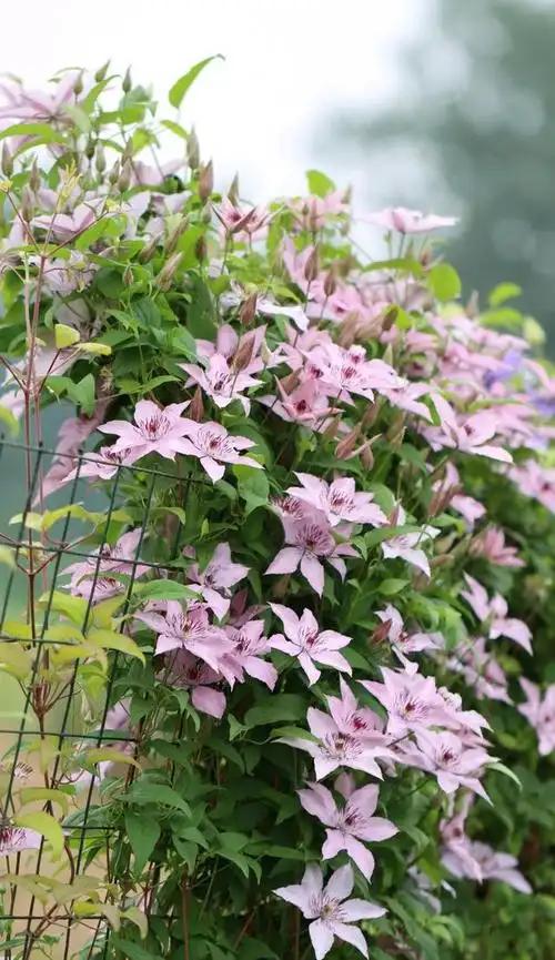 这种花名叫"如梦"(hagley hybrid),是世界名花,藤本花卉"皇后"铁线莲