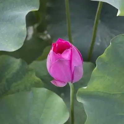 妈妈们用的荷花头像图片,妈妈们用的微信头像花开富贵荷花_微信头像