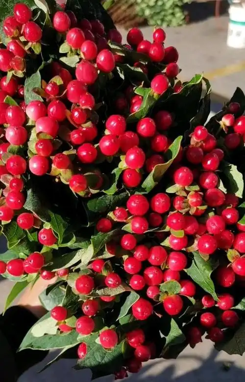 红豆生南国,春来发几枝