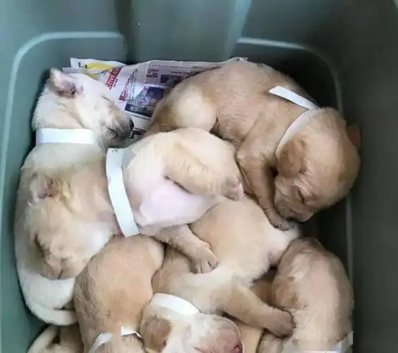 一堆堆的小狗成倍的可爱