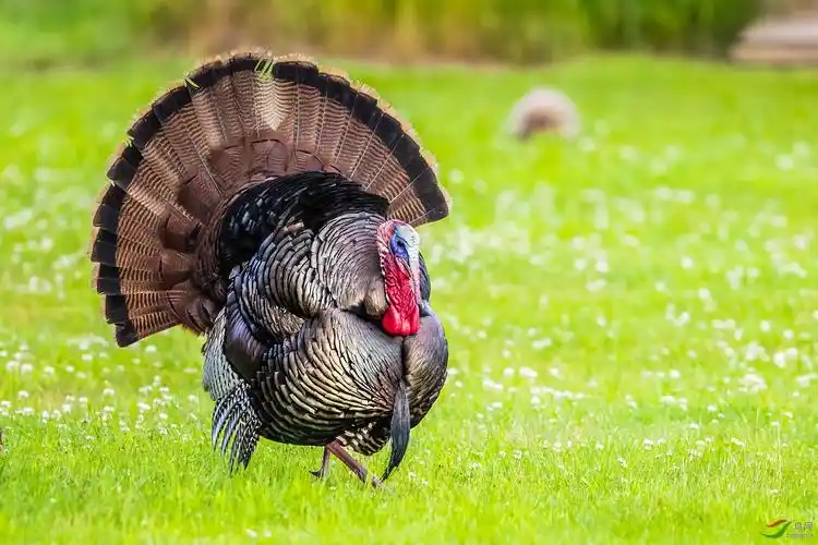 北美自由行之《火鸡》(祝贺荣获鸟类精华)