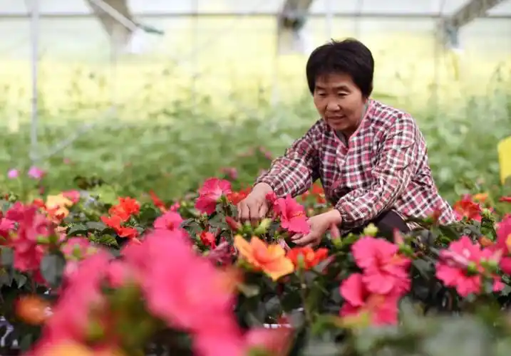 河北枣强:发展田园综合体探索农村供给侧结构性改革之路 (1)_图片新闻