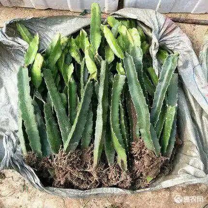 红皮红肉火龙果苗