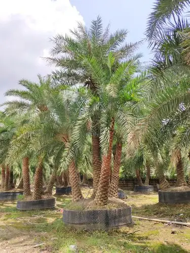 904基地直销 多杆中东海枣 3-5米精品四杆 丛生银海枣