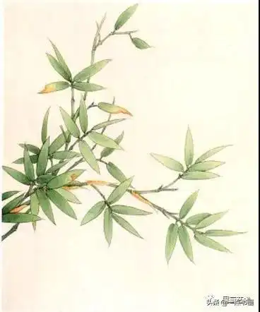 图文教程——工笔竹《春雨新篁》画法示范_步骤