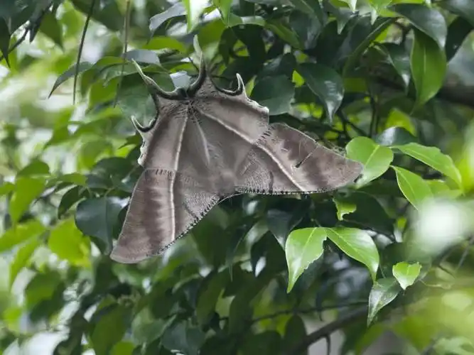 虽然专家已经表示这品种的飞蛾没有毒也不会伤人,可是看到如此巨大的