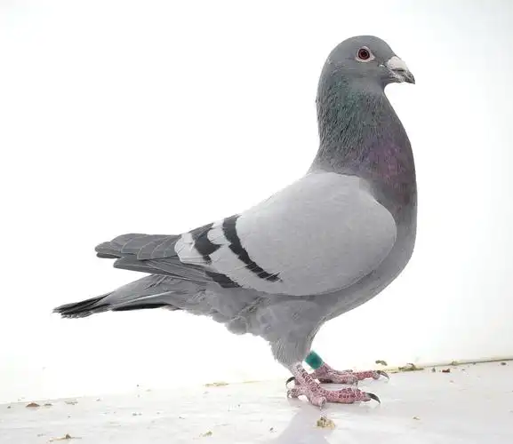 点击查看此商品大图片