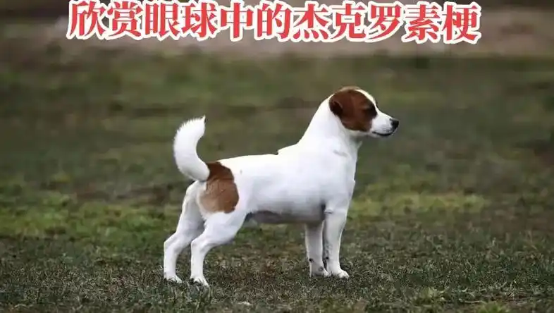 杰克罗素梗平毛.#杰克罗素梗 #杰克罗素种犬 #杰克罗素 # - 抖音