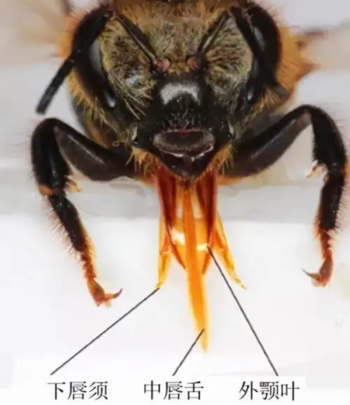 嚼吸式口器就是蜜蜂口器的样子,因为蜜蜂会蜇人,想必大家也没什么机会