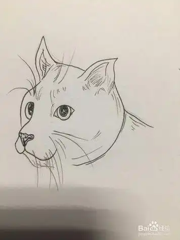 猫头侧脸简笔画