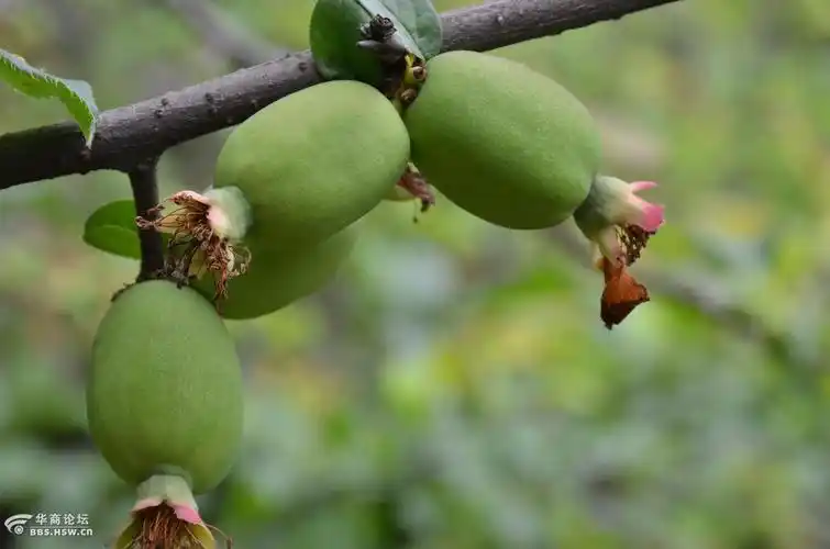 木瓜海棠结果了