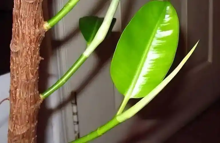 养橡皮树有3个"技巧",分枝更多,高大茂盛,株型美观净化空气