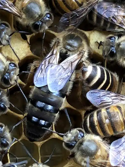 阿坝中蜂王杂交开产王优质高产种蜂王黑麻王处王四川良种中蜂蜂王