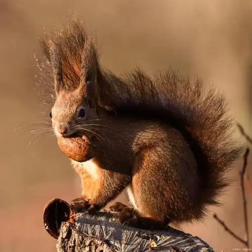 松鼠大尾巴的作用