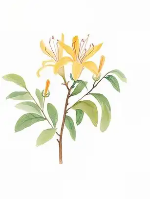 中草药金银花插画素材