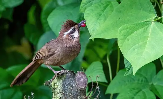 鸣禽,猛禽,游禽,涉禽,陆禽,攀禽……这些重庆宝贝,爱"鸟"爱"鸟"|重庆