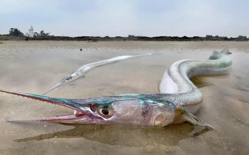 30一斤大长嘴鱼意外搁浅,个头堪称巨无霸,阿聪表示第一次见