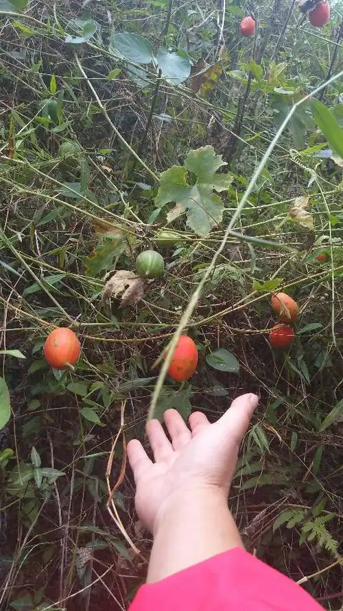 山上野生滕植物,叶子手掌形,秋季挂果,果实红这,这种植物叫什么?