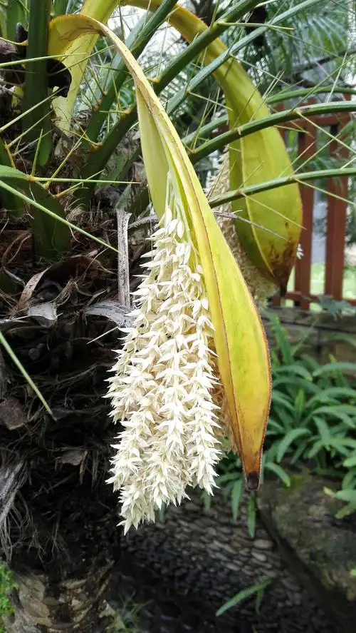 花卉 江边刺葵(针葵) - 美篇