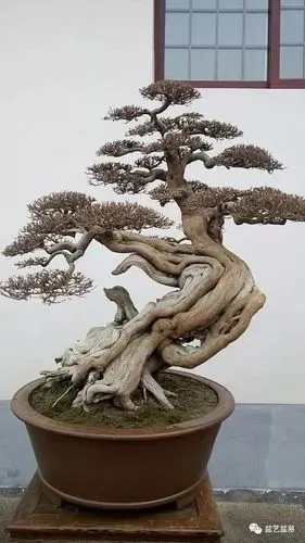 十,中国盆景大师作品欣赏(上)