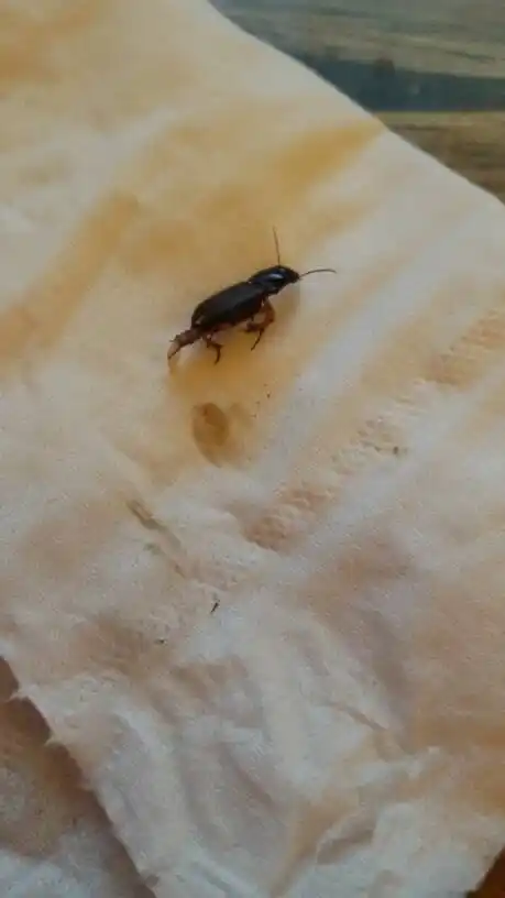 类似蟑螂的黑色昆虫是什么虫子?