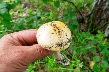 鹅膏菌黄花菜图片