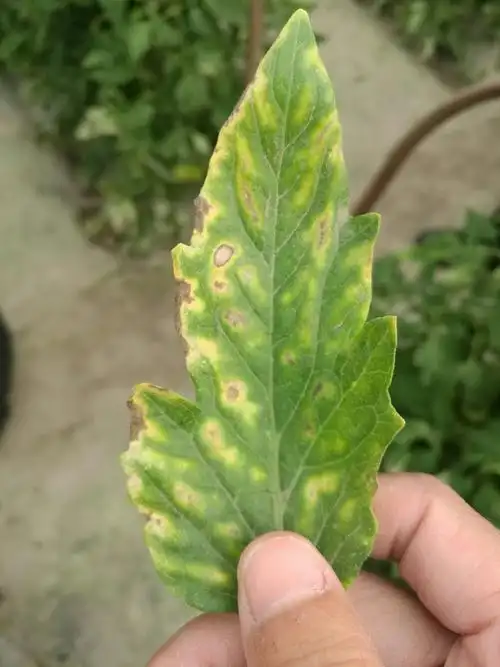 少量炭疽病植株