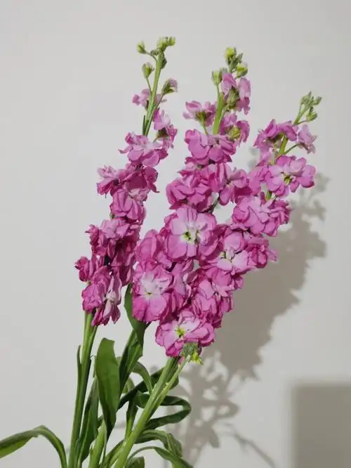 三色紫罗兰,玫红,紫色,粉色夏天花期比较短,第天就开始干了紫罗兰的