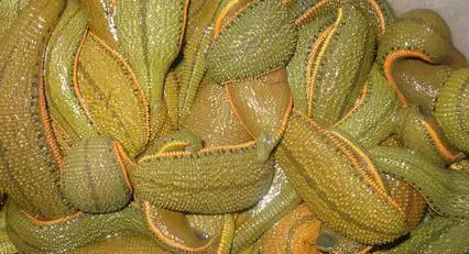 水蛭品种介绍及图片大全