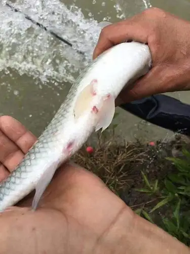 锚头蚤(俗称锚头虫)属节肢动物甲壳类的一种.