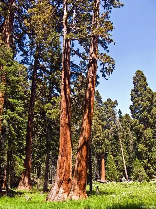 北美红杉树的特点