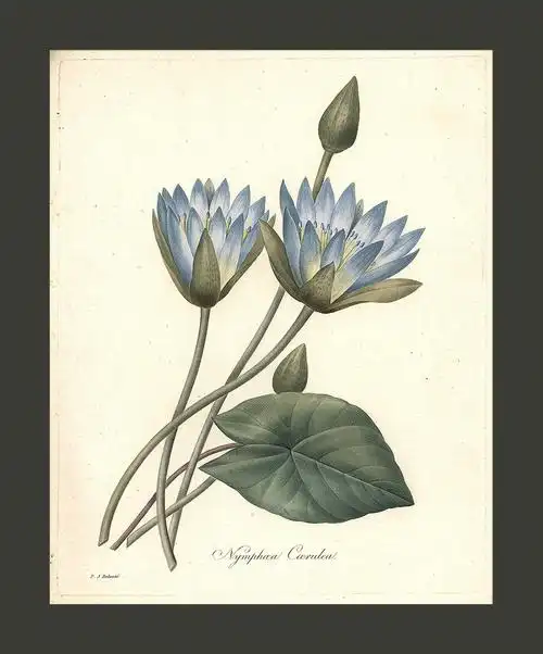 法国1820年代上色铜版画埃及蓝睡莲